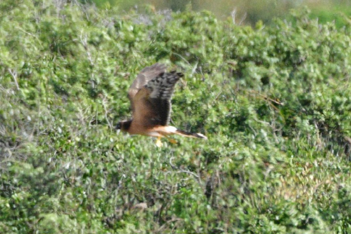 Albanella pallida  - Matteo Faggi