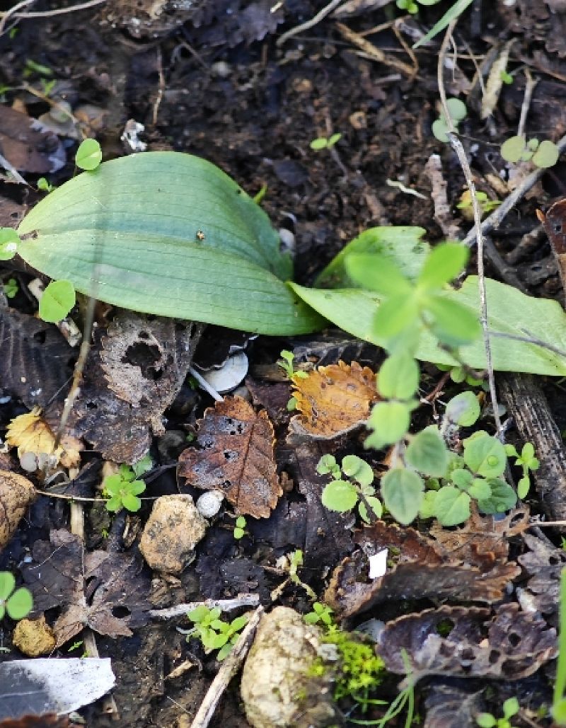 Ophrys scolopax  - Alain Bultez