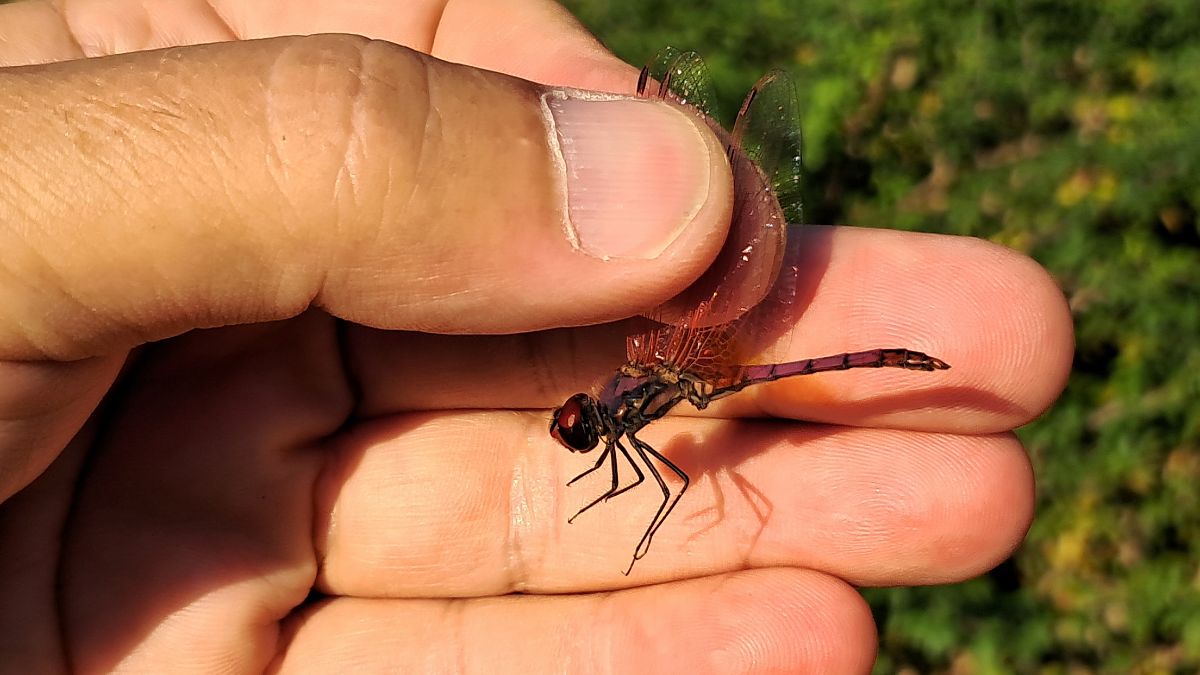 Trithemis annulata  - Roberto Fabbri