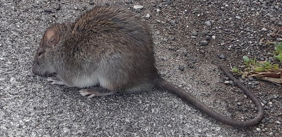 Ratto delle chiaviche  - Michele Cento