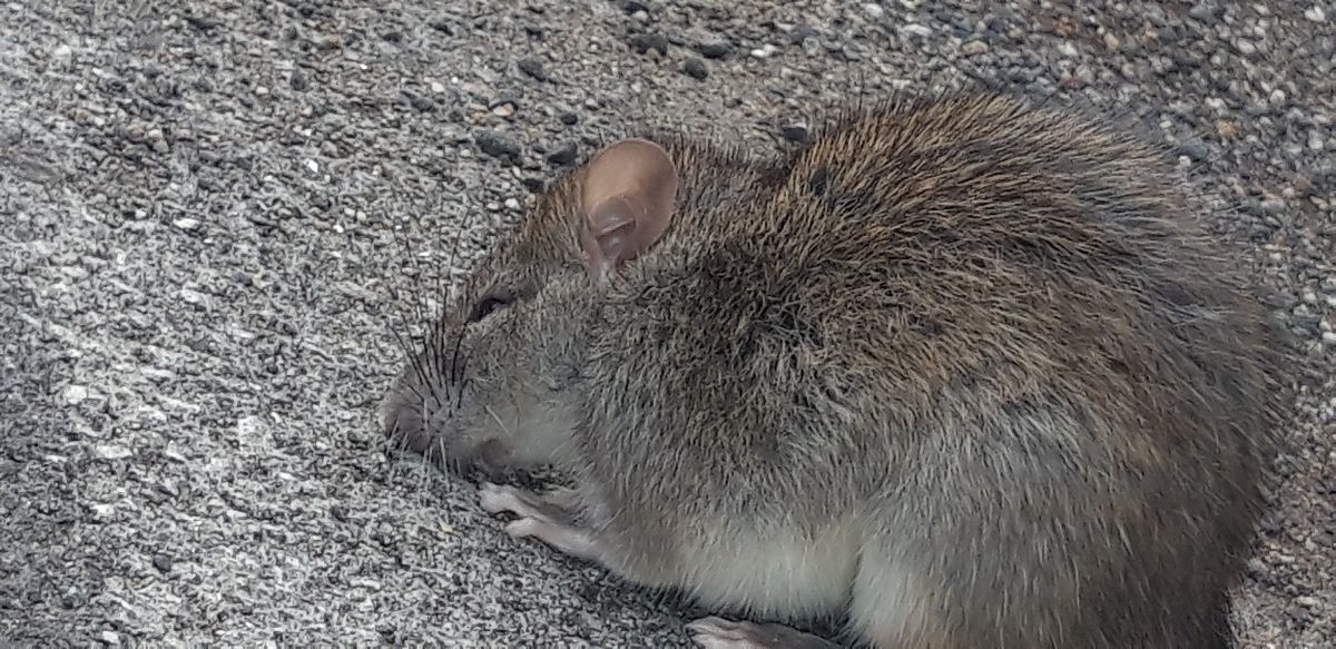 Ratto delle chiaviche  - Michele Cento