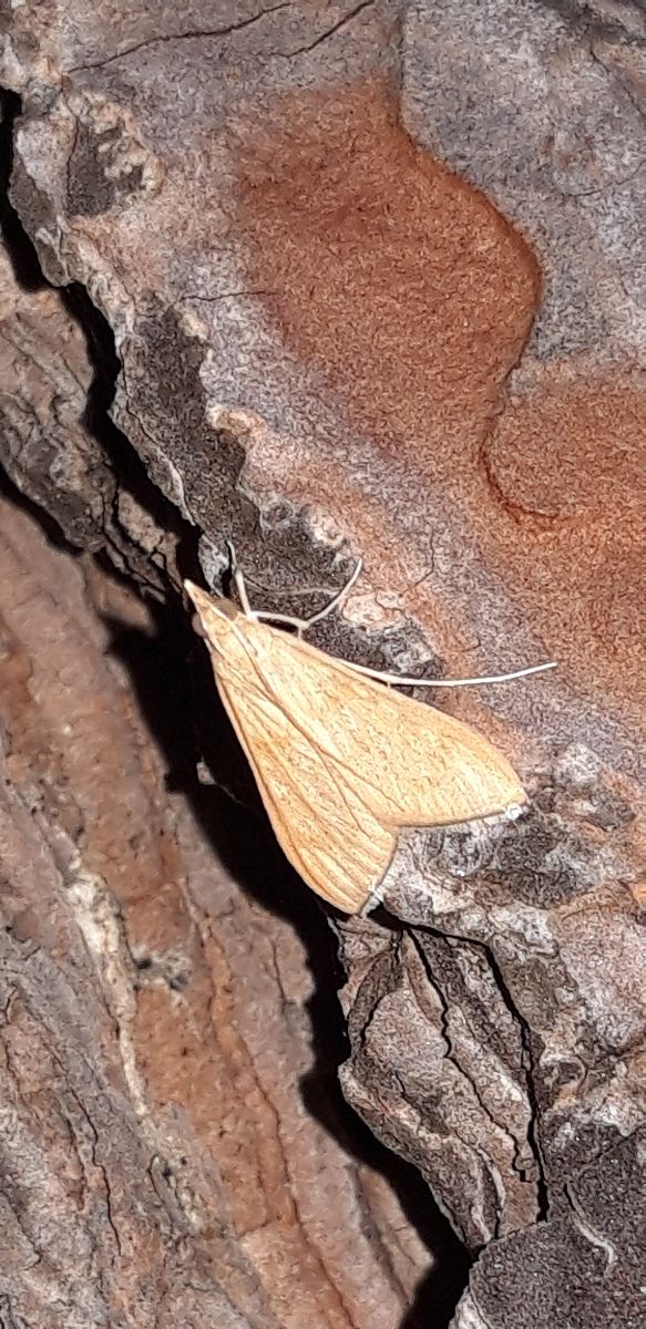 Antigastra catalaunalis  - Michele Cento