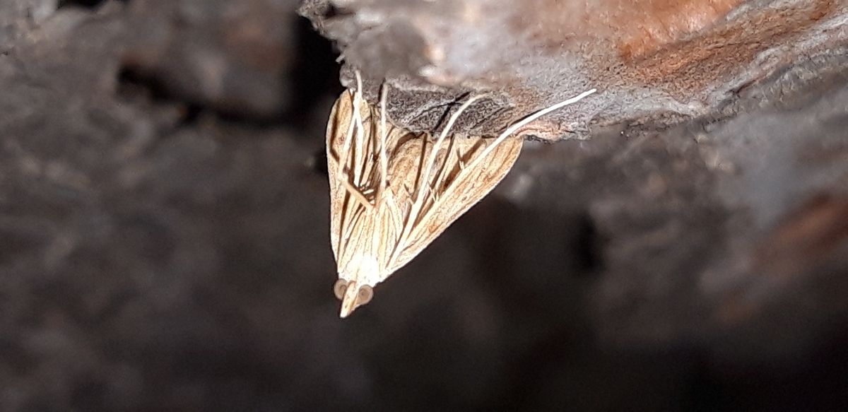 Antigastra catalaunalis  - Michele Cento