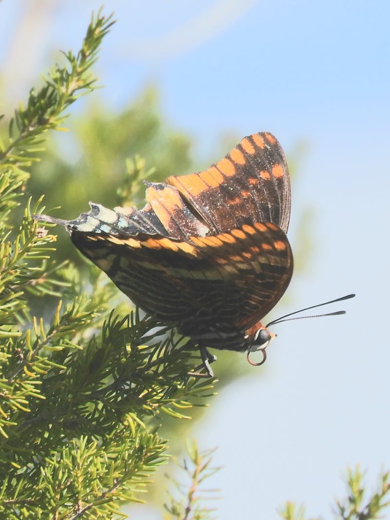 Charaxes jasius  - Massimo Tassinari