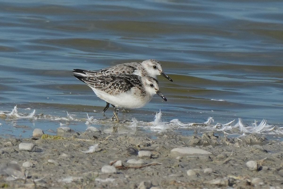 Bécasseau sanderling  - Florian Erhard