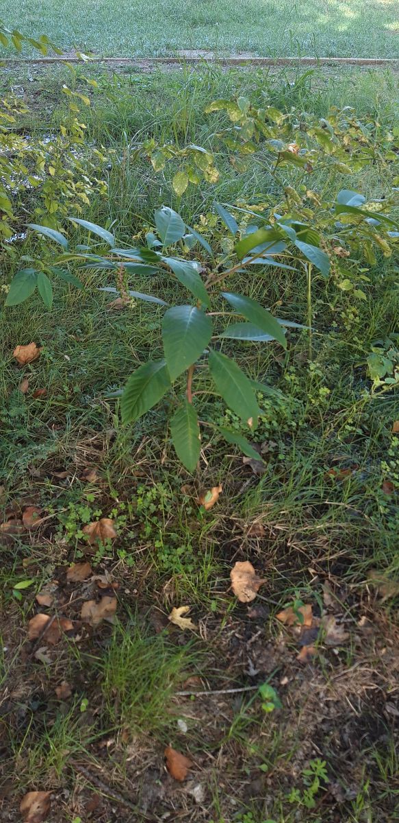 Phytolacca americana  - Michele Cento