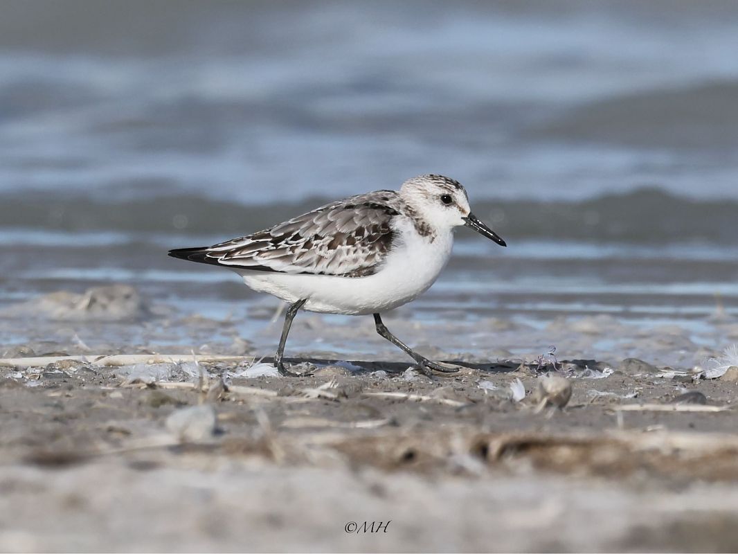 Bécasseau sanderling  - Michael Hafner