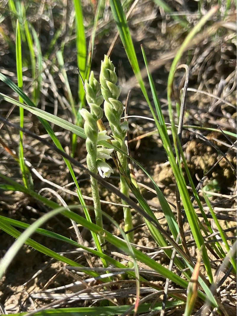 Spiranthes spiralis  - Florent de Gasperis