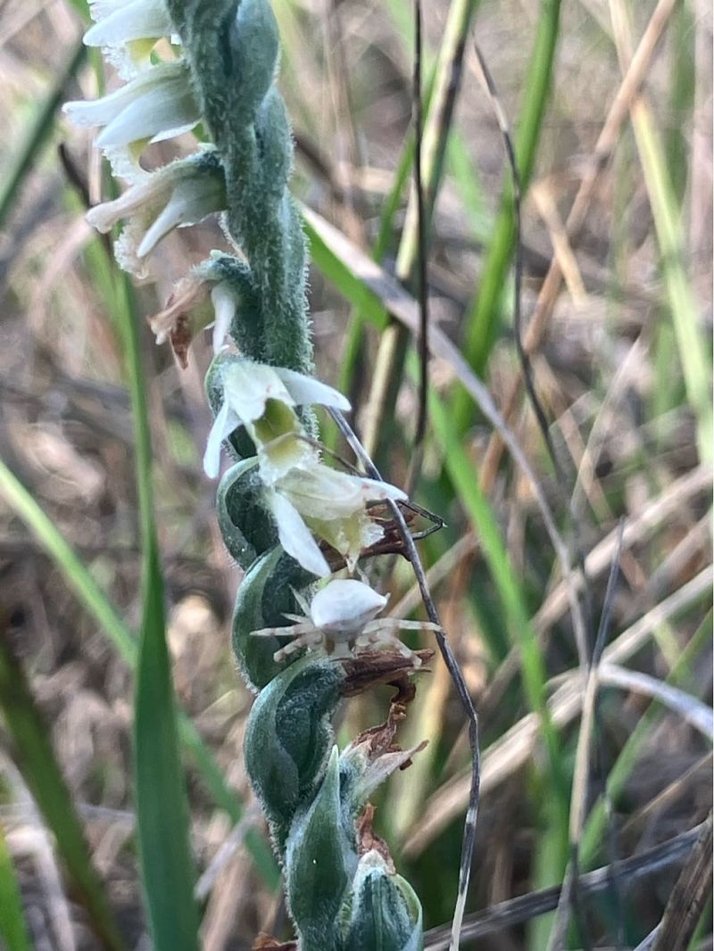 Spiranthes spiralis  - Florent de Gasperis