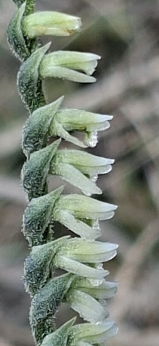 Spiranthes spiralis 