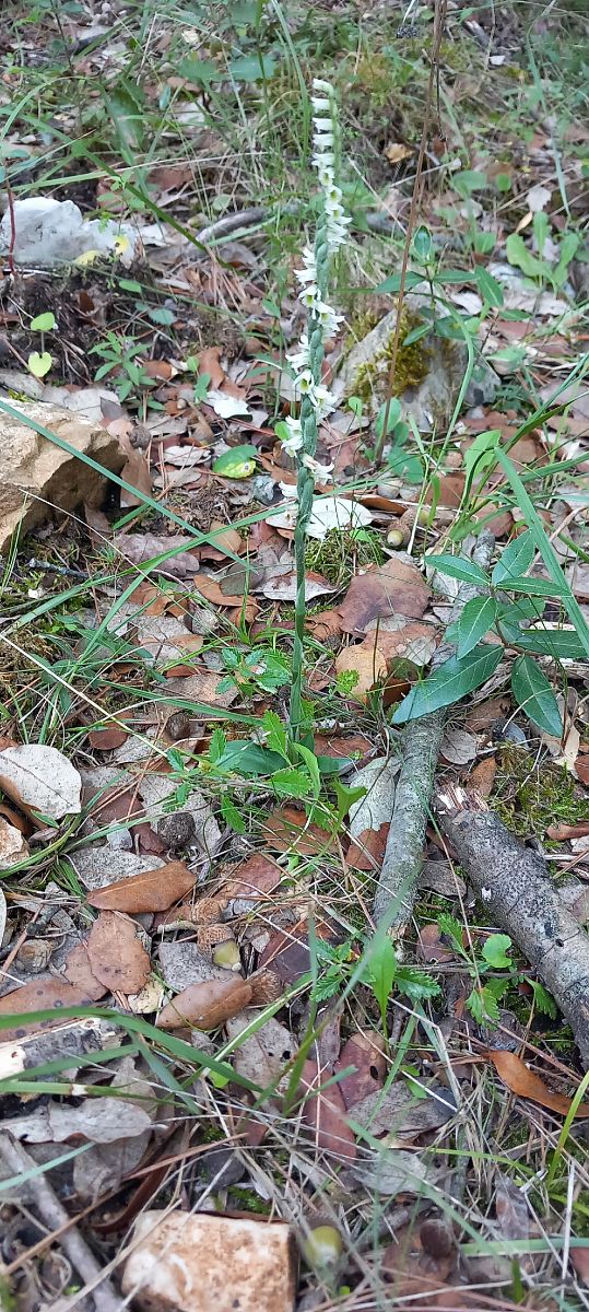 Spiranthes spiralis  - Gerard Chassan