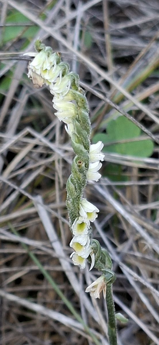 Spiranthes spiralis 
