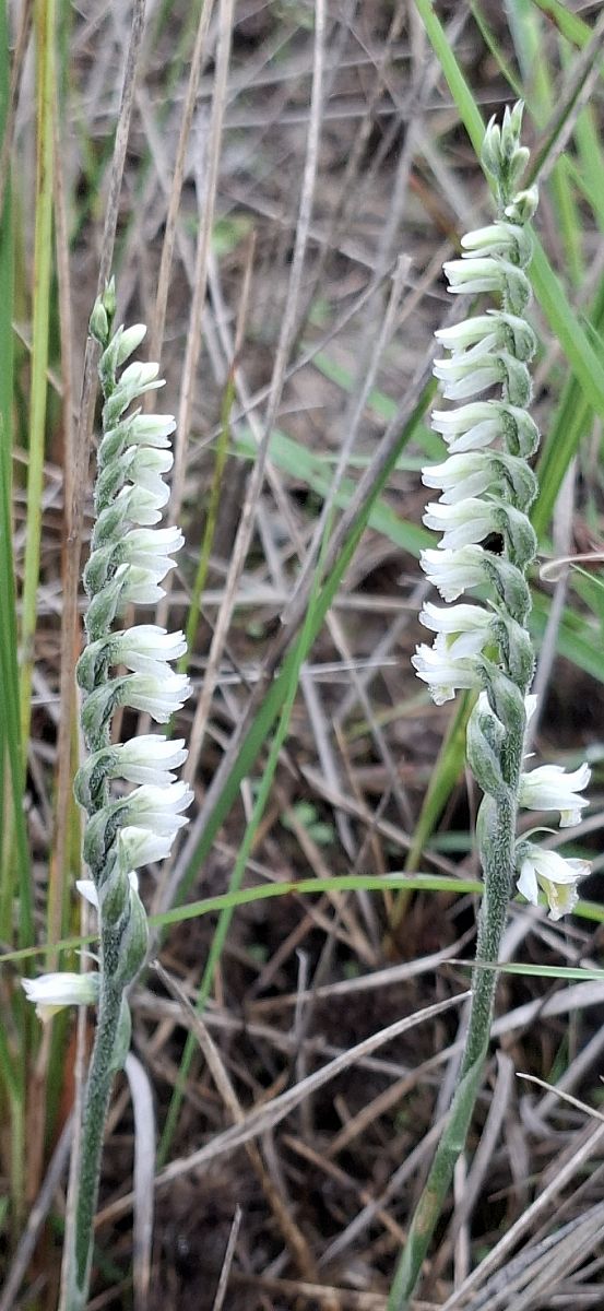 Spiranthes spiralis 