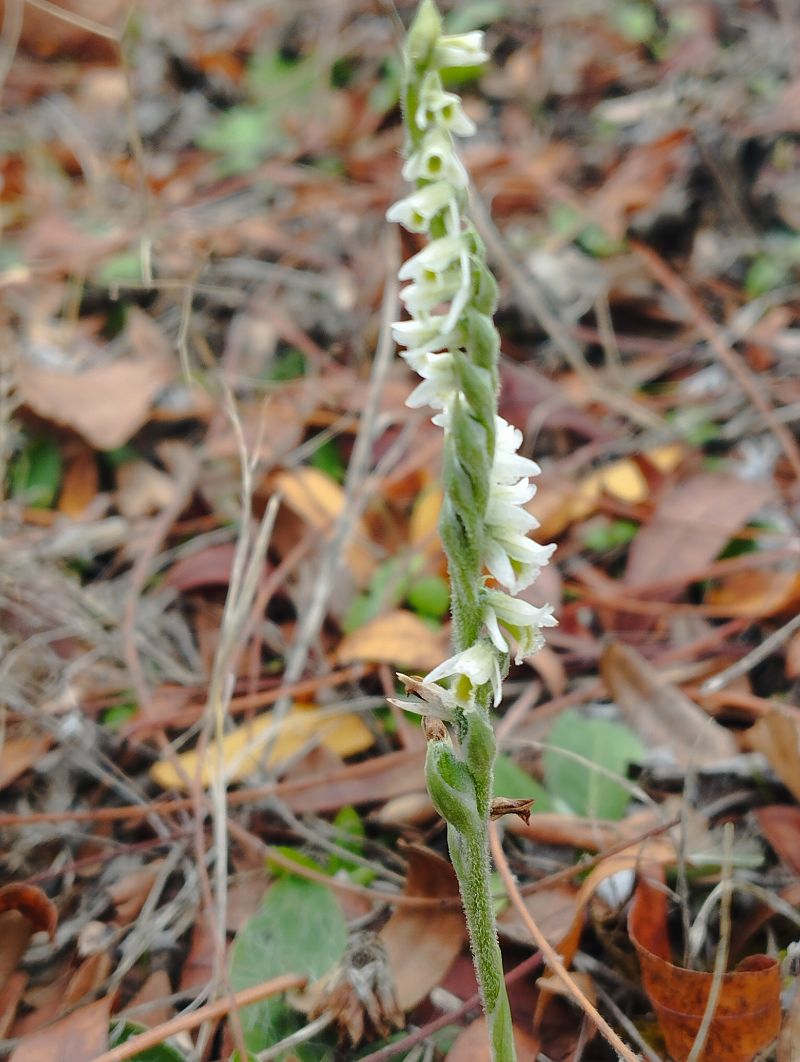 Spiranthes spiralis  - Gérard Joseph