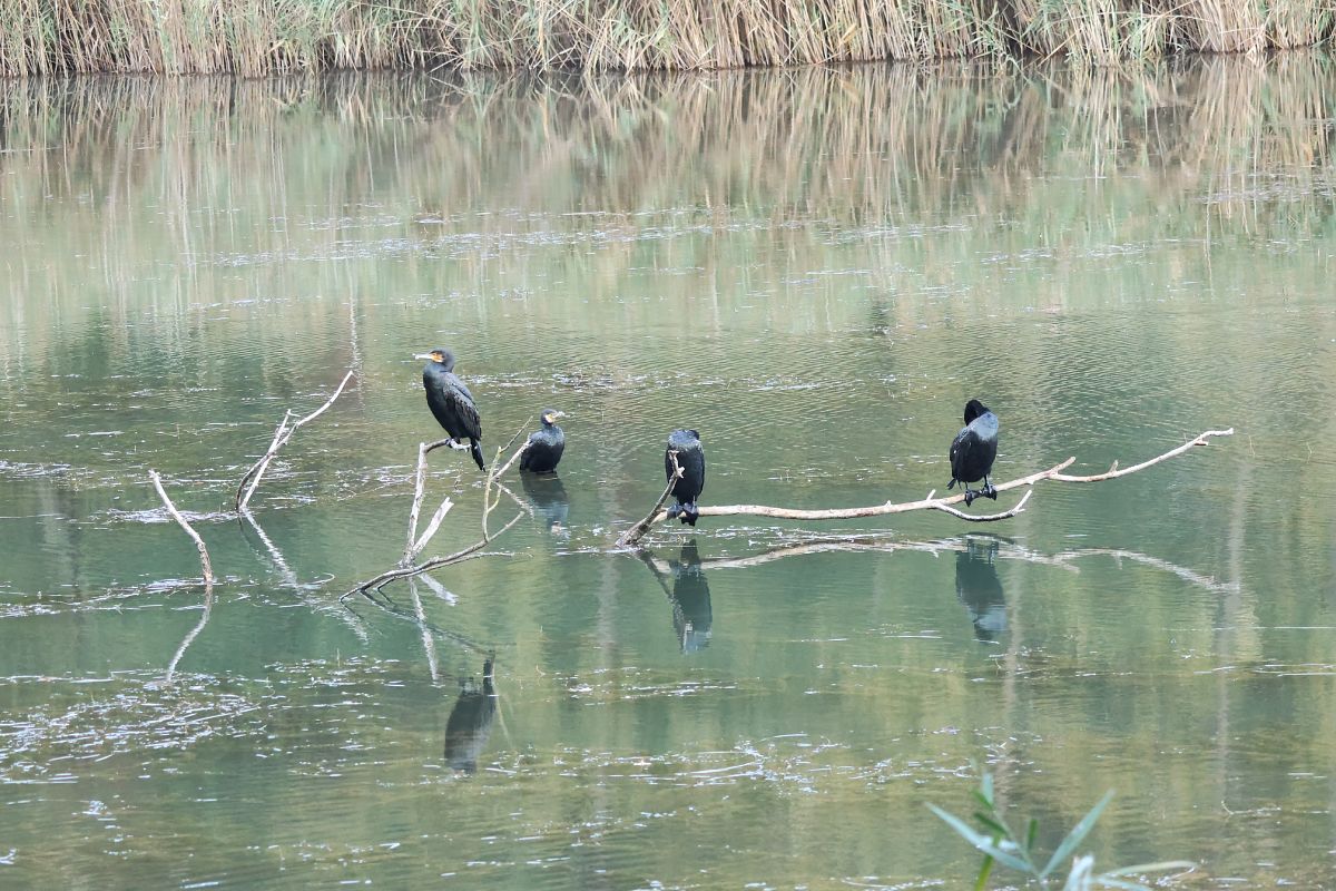 Cormorano  - Adelfina Aldrovandi