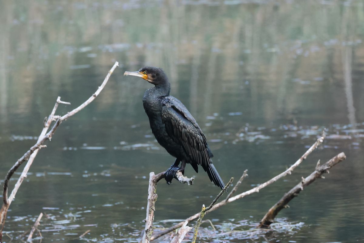 Cormorano  - Adelfina Aldrovandi