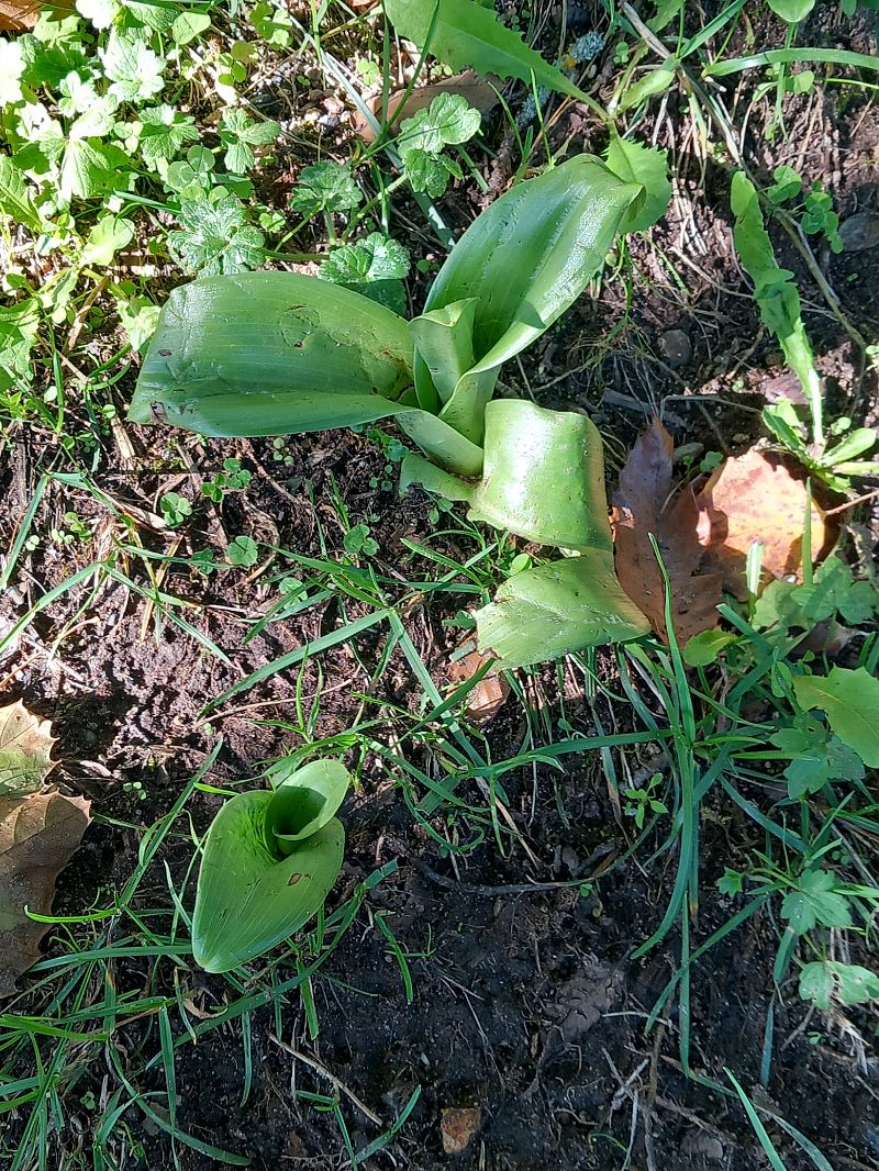 Himantoglossum hircinum  - Suzanne Bonafous