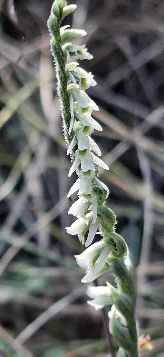Spiranthes spiralis 