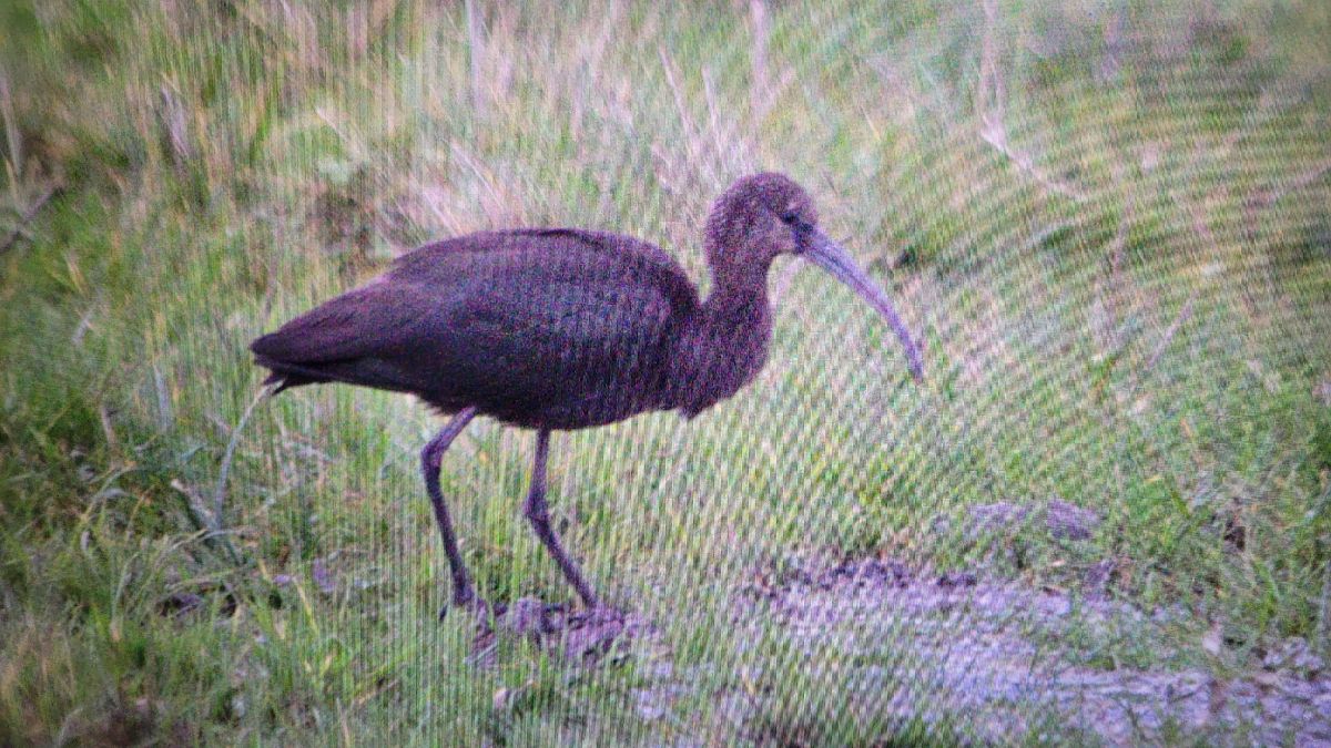 Glossy Ibis  - Tomasz Gronostajski