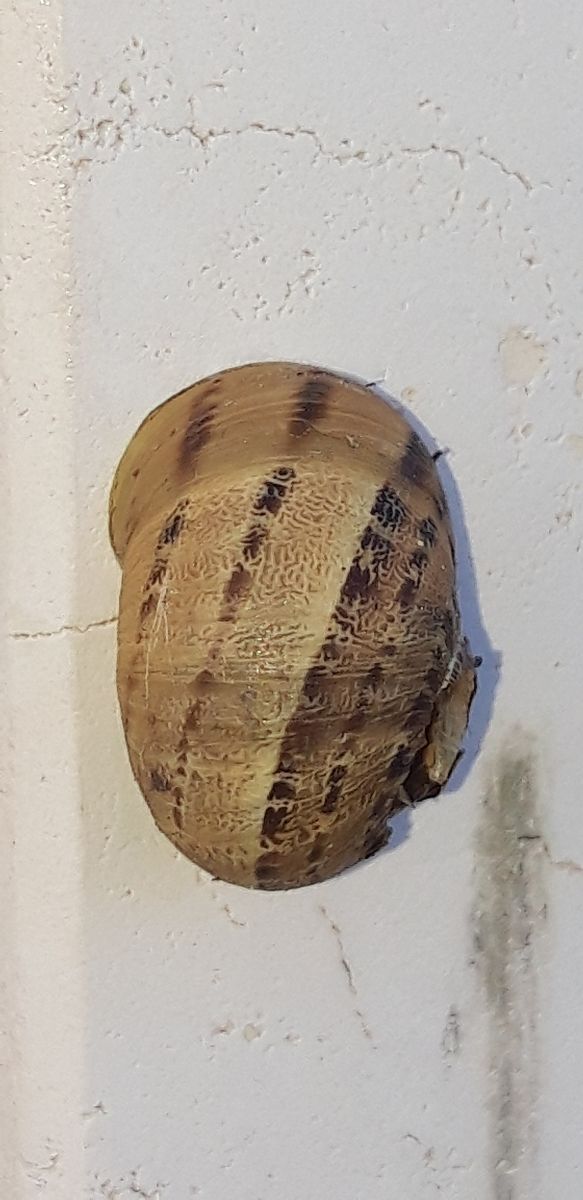 Cornu aspersum  - Michele Cento