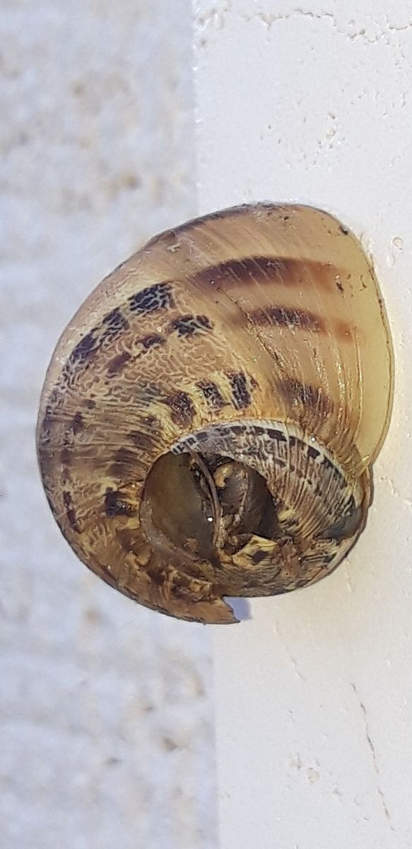 Cornu aspersum  - Michele Cento