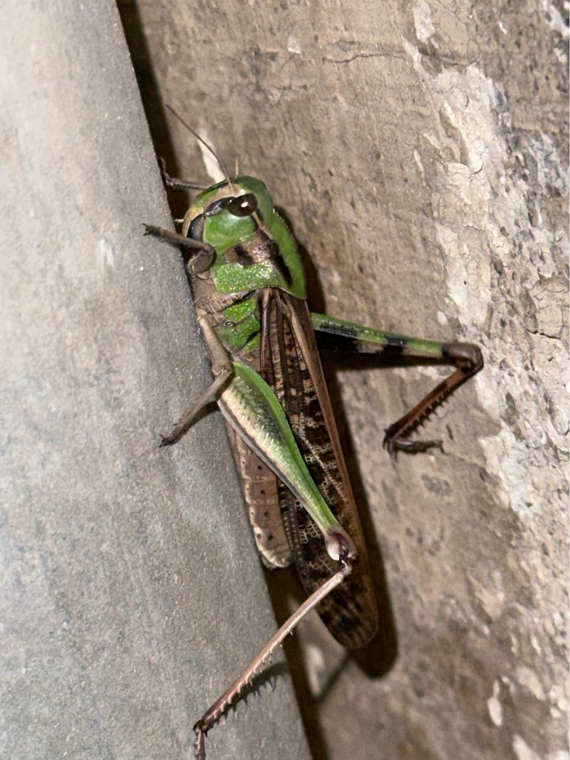Llagosta migradora (migratoria)  - Joan de Pons