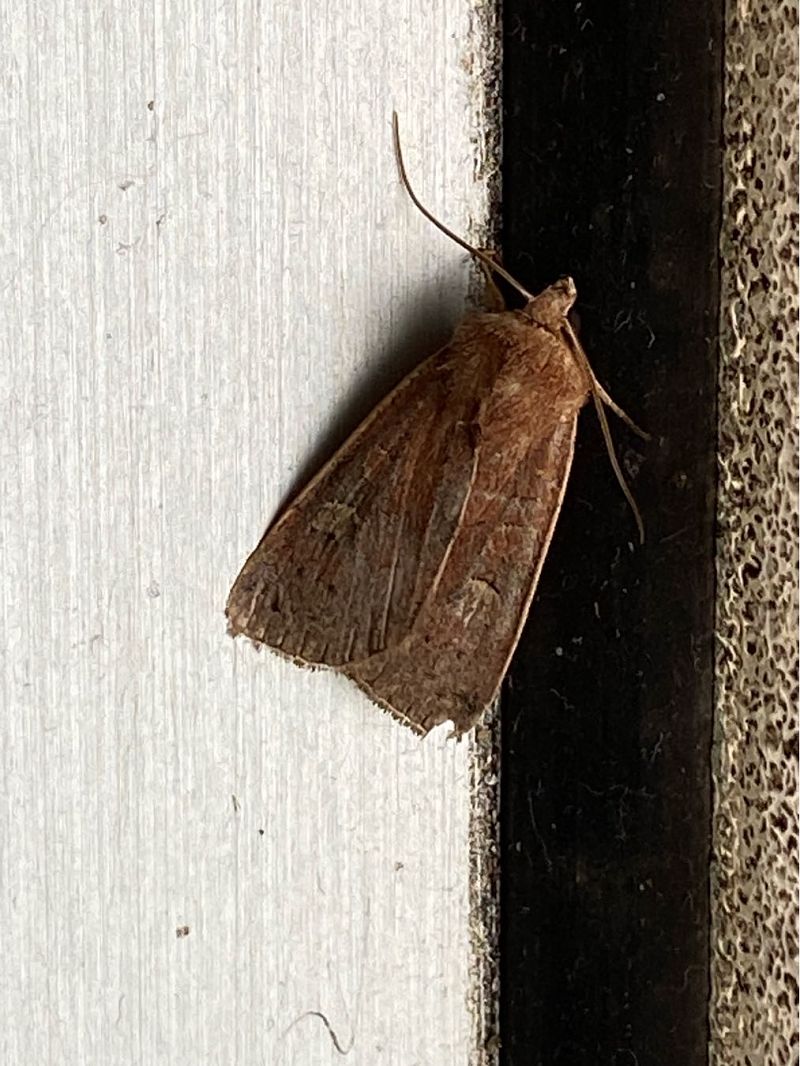 Xestia xanthographa  - Maria Rita Gelso