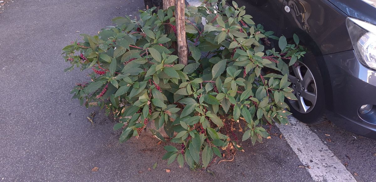 Phytolacca americana  - Michele Cento