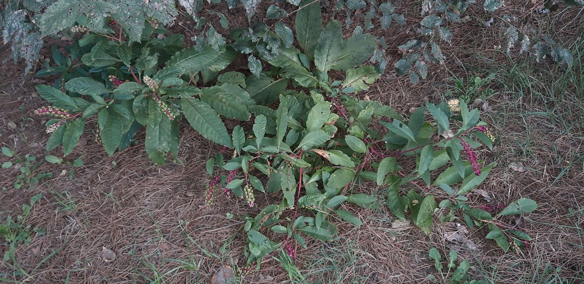 Phytolacca americana  - Michele Cento