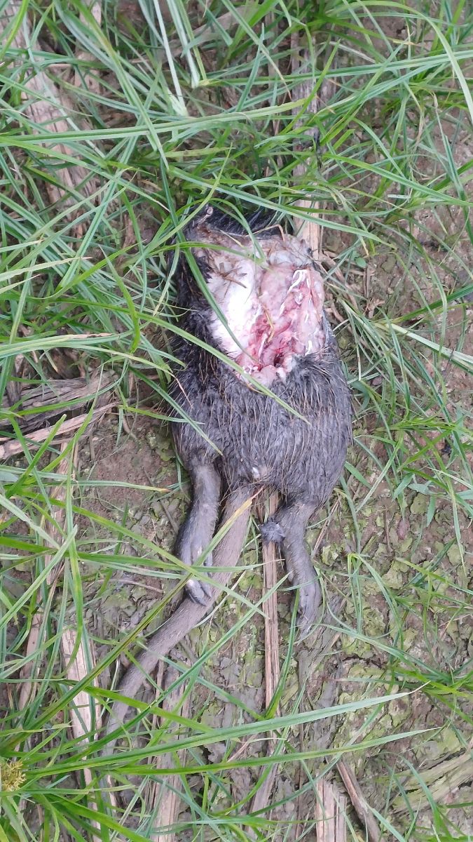 Nutria  - Riccardo Tucci