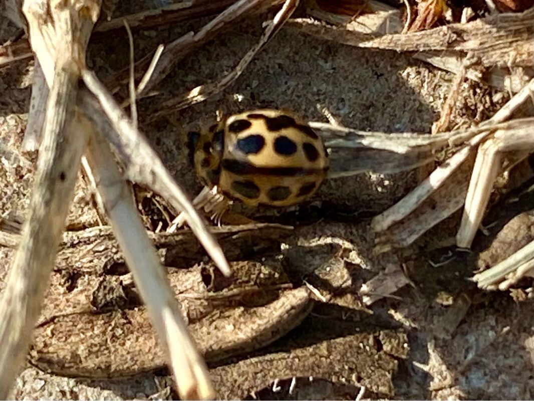 Tytthaspis sedecimpunctata  - Maria Rita Gelso