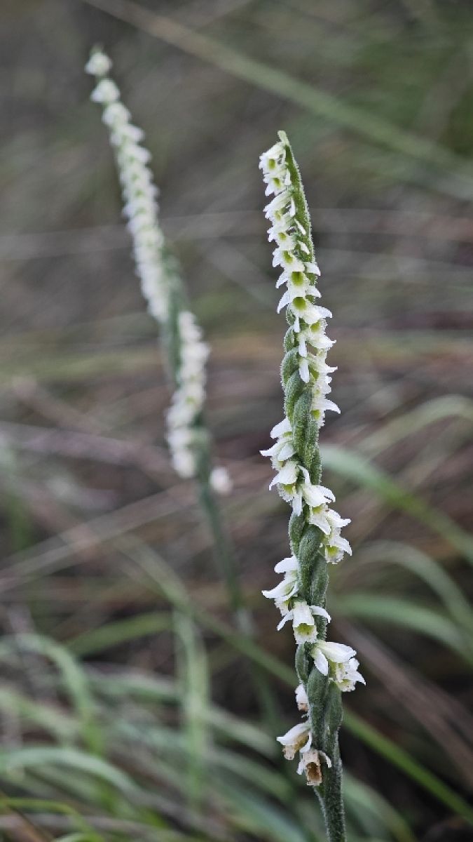 Spiranthes spiralis  - Alain Bultez
