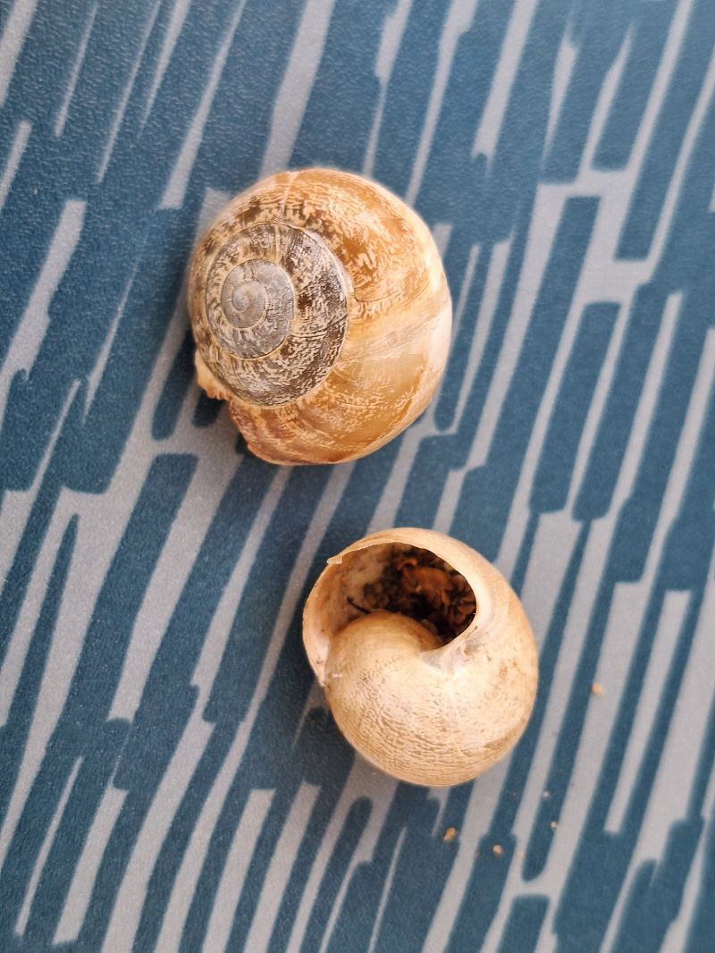 Eobania vermiculata  - Oriol Clarabuch