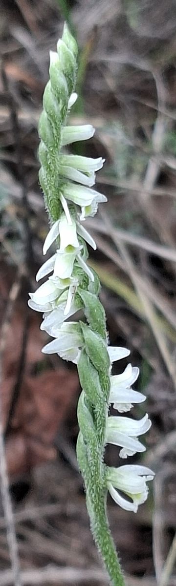 Spiranthes spiralis 