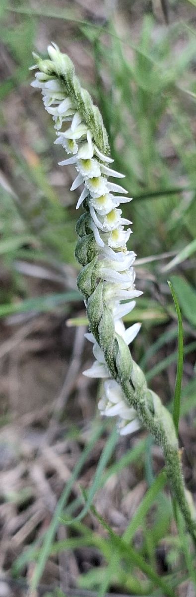 Spiranthes spiralis 