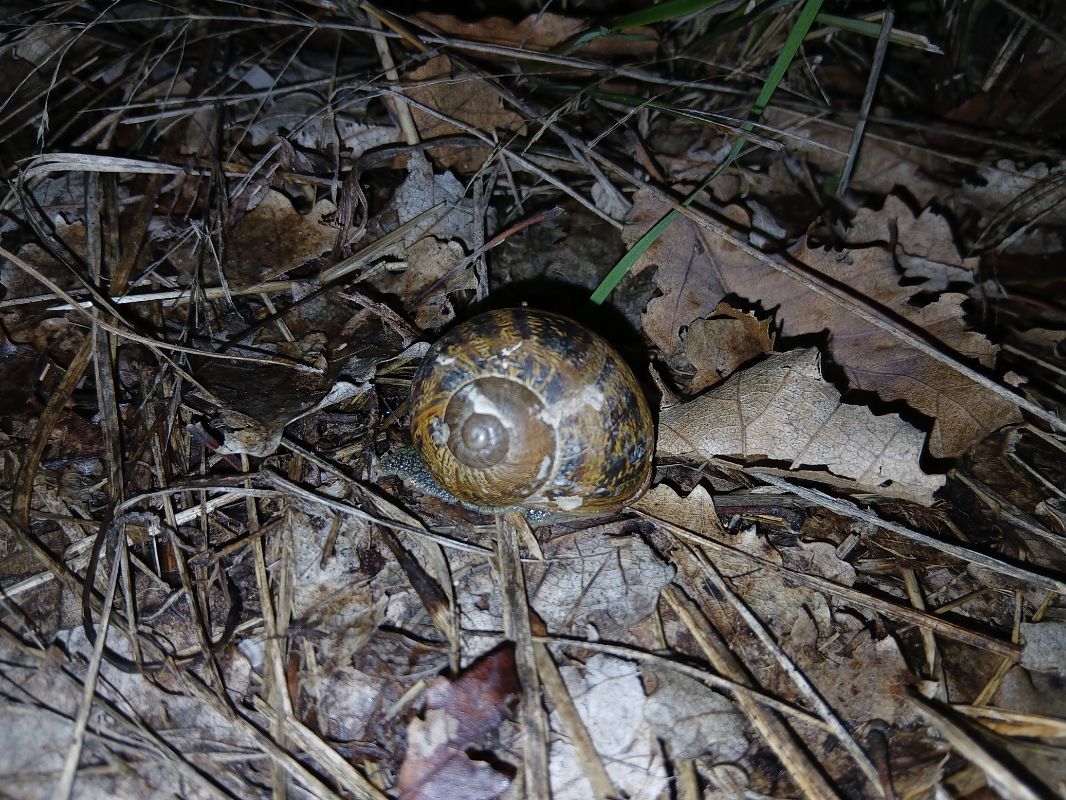 Cornu aspersum  - Alejandro Pérez