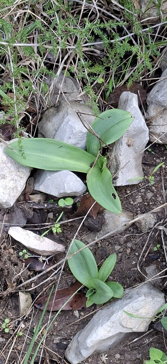 Ophrys sp. 