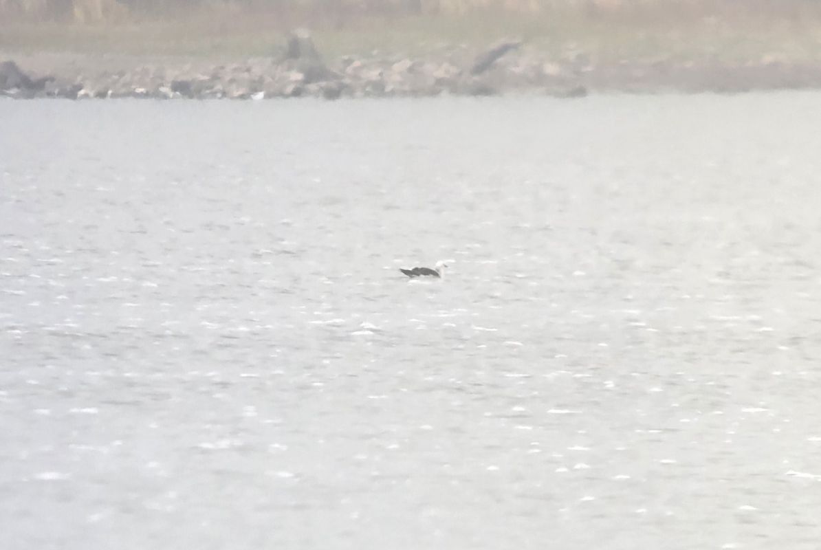 mewa żółtonoga (ssp. fuscus) 