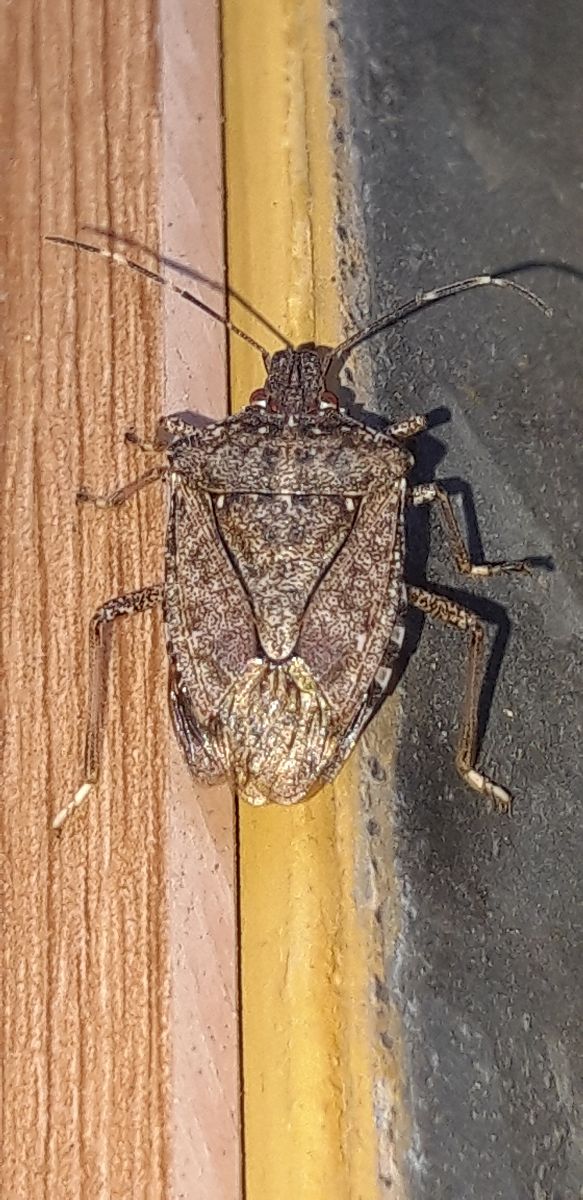 Cimice asiatica  - Michele Cento