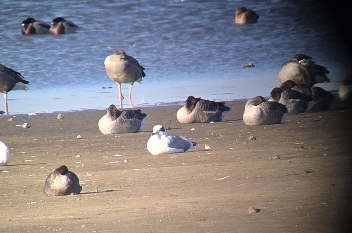 Fischmöwe  - Marzena Kosut