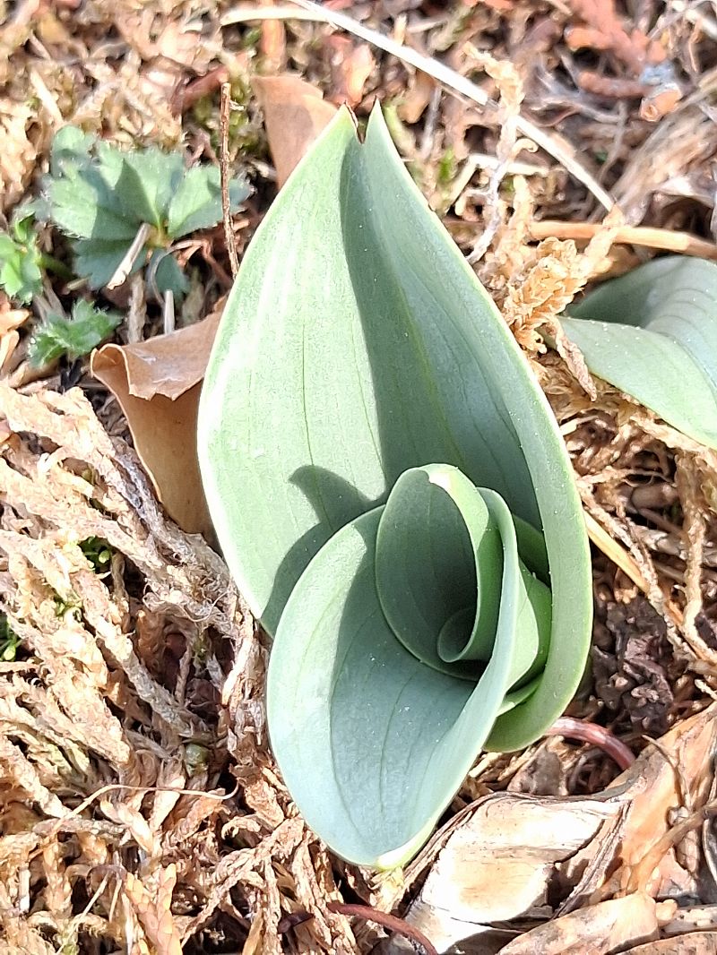 Himantoglossum hircinum  - Françoise Peyrissat