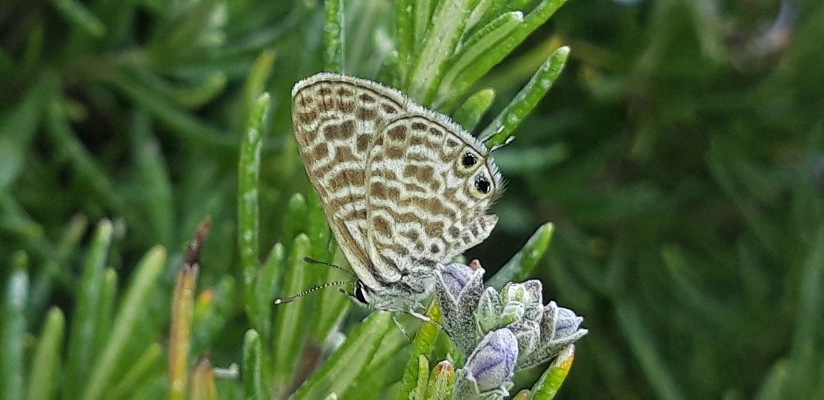 Leptotes pirithous  - Michele Cento