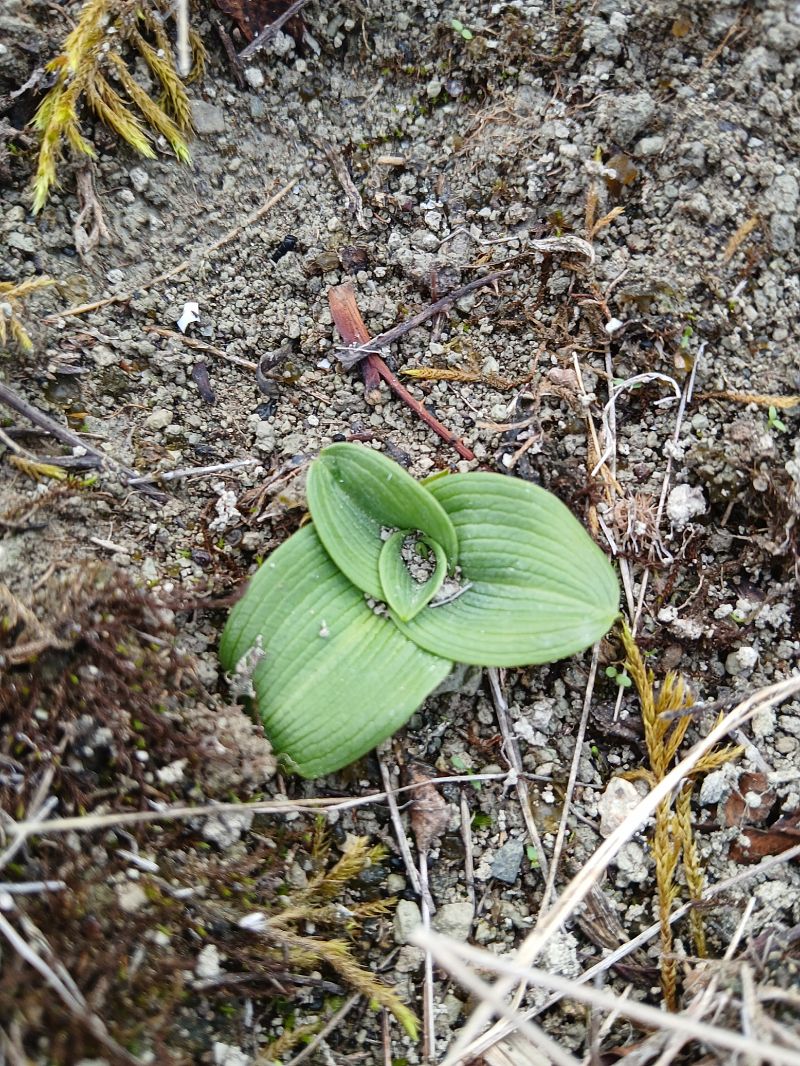 Ophrys sphegodes  - Alain Falvard