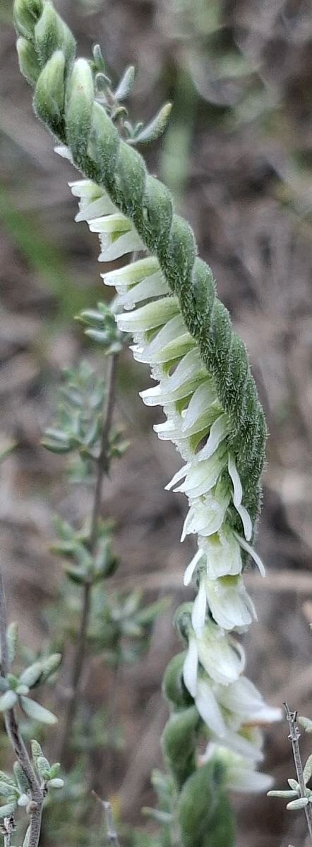 Spiranthes spiralis 