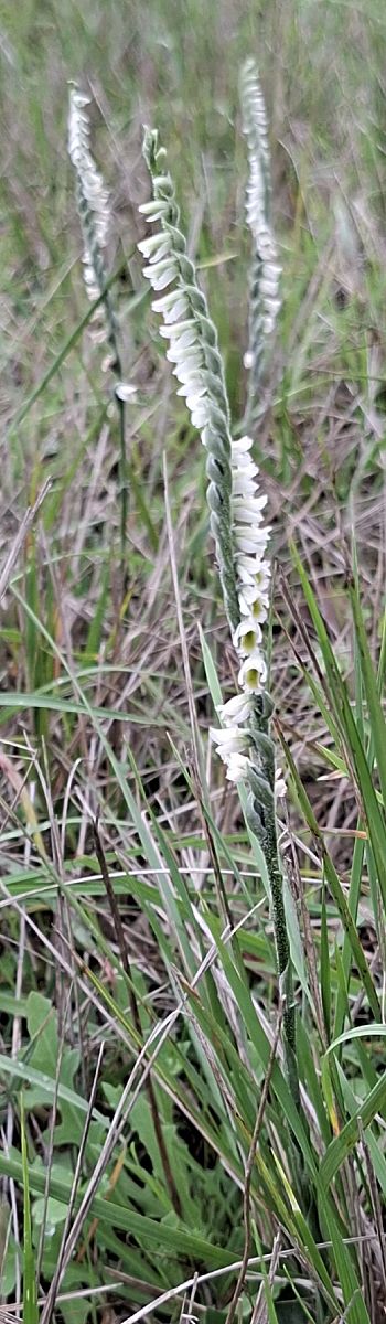 Spiranthes spiralis 