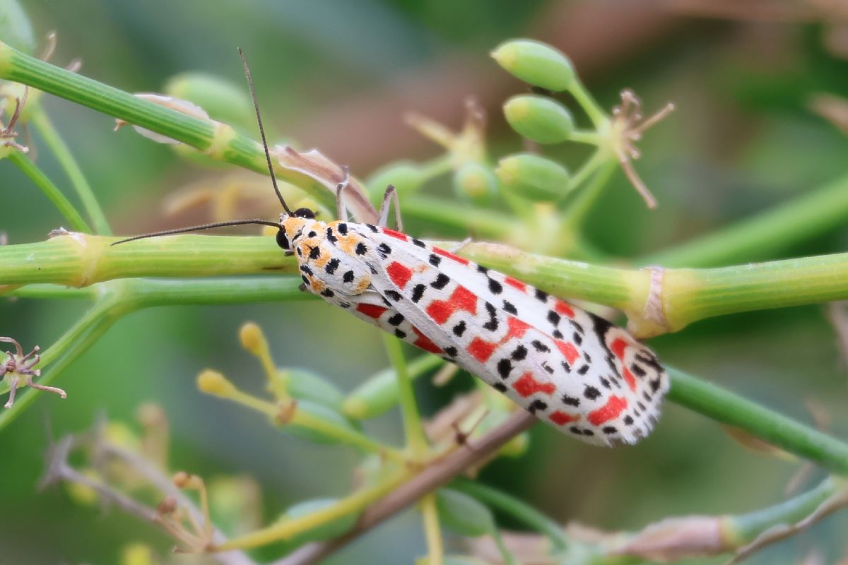 Utetheisa pulchella  - Lorenzo Lanzani
