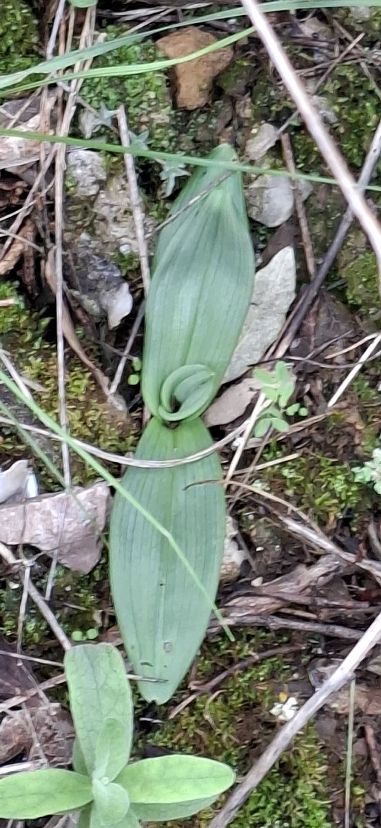 Ophrys sp. 