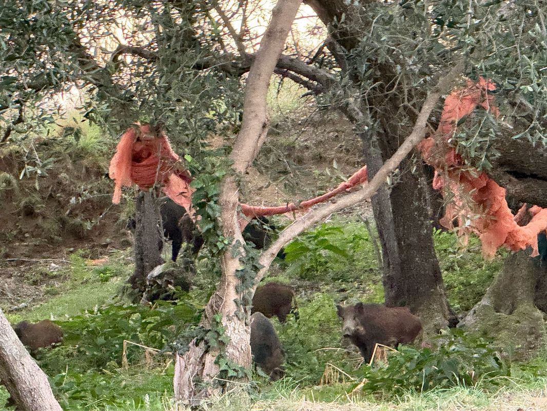 Cinghiale  - Matthias Ernst