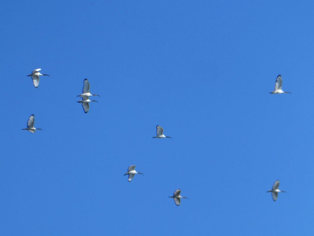 Ibis sacro 