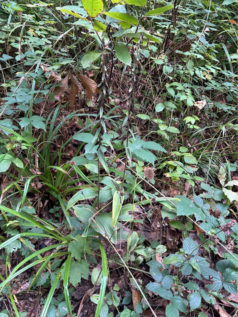 Epipactis helleborine var. minor  - Noé Montagnana